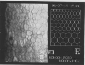 ���Q���󂯂��p������